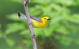 Prothonotary Warbler